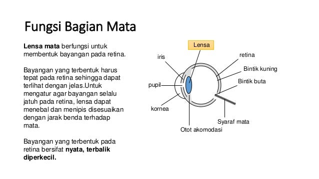 Bayangan Yang Terbentuk Pada Mata Bersifat
